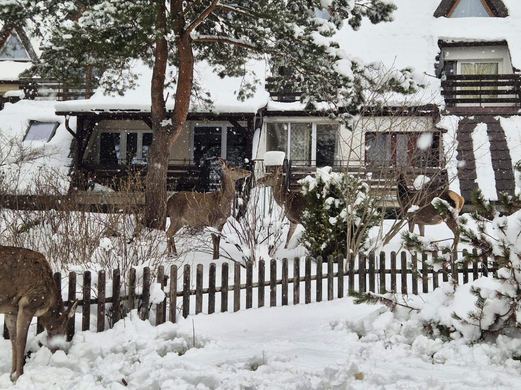 Apartament Wokół Stołu Zakopane Zewnętrze zdjęcie